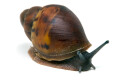 Archachatina sp. Calabar, Nigeria, juvenil
